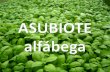 Asubiote alfábega-albahaca