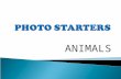 Photo starters  animals