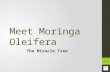 Meet moringa oleifera