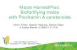 S5.1 Maize HarvestPlus: Biofortifying maize with Provitamin A carotenoids
