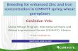 Breeding for enhanced Zinc and Iron concentration in CIMMYT spring wheat germplasm