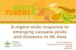 A region-wide response to emerging cassava pests and diseases in SE Asia