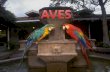 861 aves-(menudospeques.net)