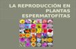 La reproducción en plantas espermatofítas