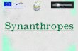 Synanthropes   comenius project natural treasures of europe