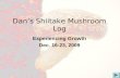Dan’s Shiitake Mushroom Log