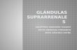 Glándulas suprarrenales, catecolaminas, esteroides,aldosterona y patologías