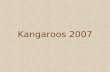 Kangaroos 2007