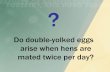Do double-yolked eggs arise when hens are mated twice per day?