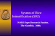 A New Approach to Raise Production of Rice
