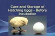 Care and storage of hatching eggs   before