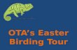 Easter Birding Tour in Kenya