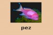 Vocabulario animales marinos