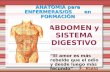 Abdomen y sist digestivo