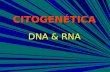 Citogenética (Po