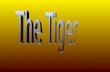 The tiger   jorge andía 5º b