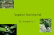 4th Period Tropical Rainforest 2
