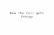 Energy flow in_the_cell_presentation_teacher_version