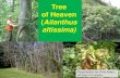 Tree of Heaven -- Ailanthus altissima