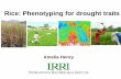 GRM 2011: Phenotyping rice for drought tolerance
