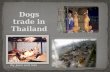 Thailand dogs trade pw