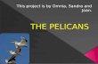 The pelicans  ESL primary school presentation