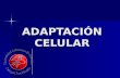 Adaptacion Celular Robbins Medicina Lobos