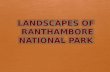 Landscapes of ranthambore