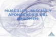 Músculos, fascias y aponeurosis del abdomen