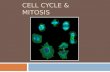 Cell Cycle & Mitosis!!!