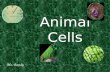 Animal cell pp lesson