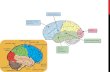 Brain myths   popular science presentation לחוג הירושלמי