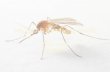 Malaria & its management