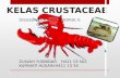 Kelas crustaceae klpk 10