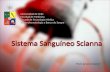 Sistema sanguíneo Scianna