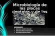 Microbiologia de la placa y caries dental