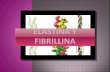 Elastina  y fibrillina(parte 3)