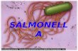 Salmonella vs Serratia