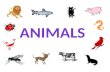Ppt animals project