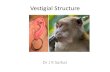 Vestigial structure