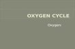 Oxygen cycle pres 1