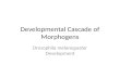 Developmental cascade of morphogens Define Drosophila Body Plan