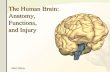 The human-brain-anatomy