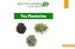 Mgh tea organic explanation in English