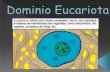 Dominio eucariota