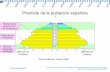 Dinámica de la pirámide de población española