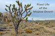 Plant Life in the Mojave Desert