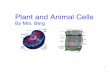Plant and animal cells   berg