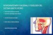 Neuroanatomía funcional y fisiología del sistema masticatorio