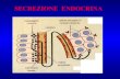 5.ghiandole endocrine ridotte x stud